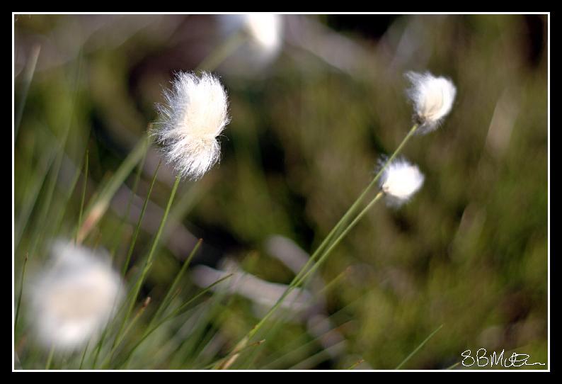 Cotton Grass: Photograph by Steve Milner